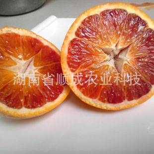 晚熟8號(hào)血橙 反季節(jié)品種