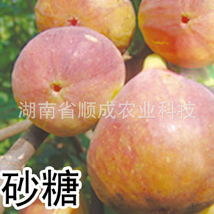 砂糖無(wú)花果